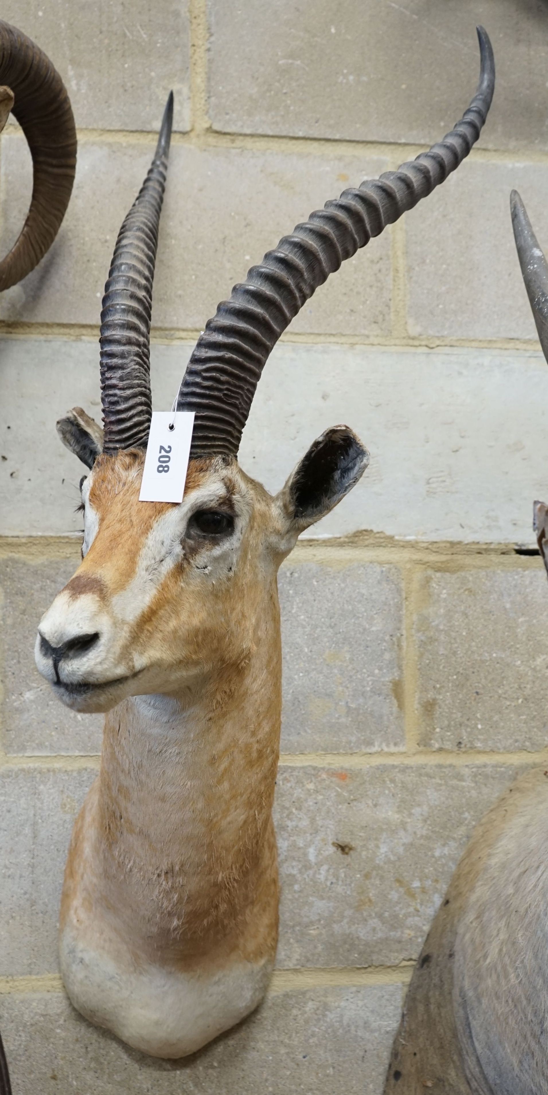A large mounted taxidermy antelope mask, approximately 102 cm high